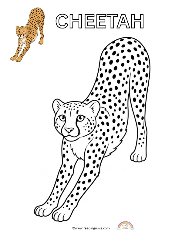 Free colouring page: Cheetah