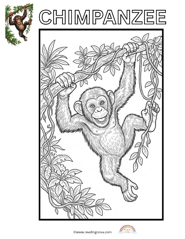 Free colouring page: Chimpanzee