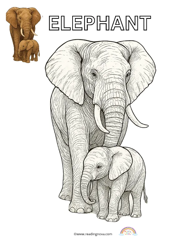 Free colouring page: Elephant
