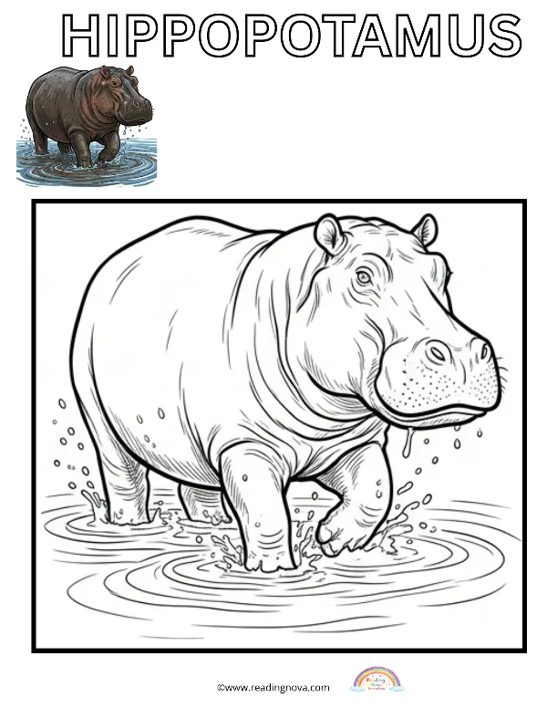Free colouring page: Hippopotamus