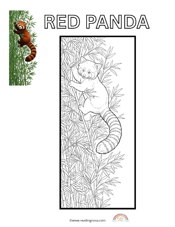 Free colouring page: Red Panda