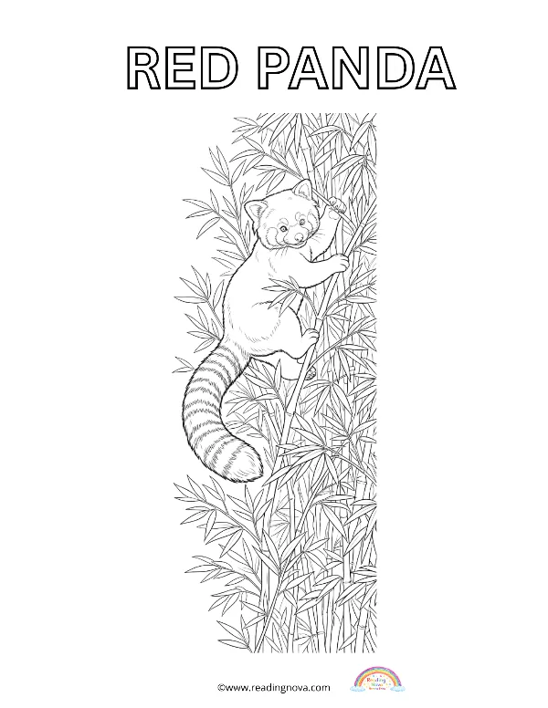 Free colouring page: Red Panda