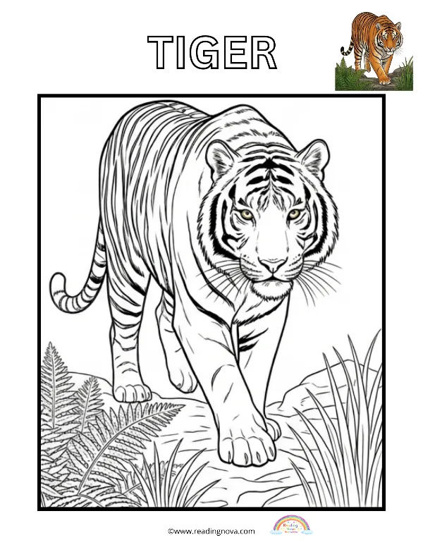 Free colouring page: Tiger