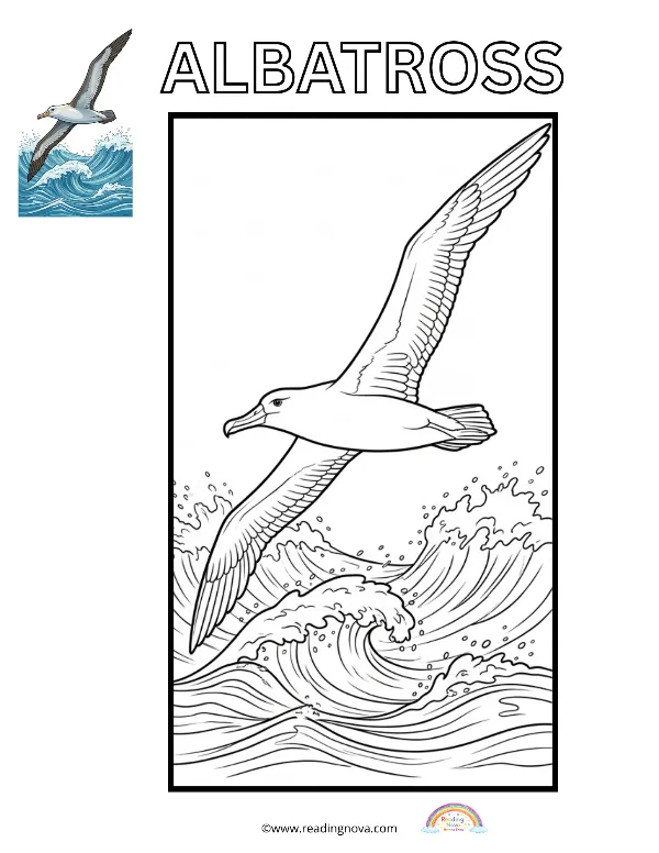 Free colouring page: Albatross
