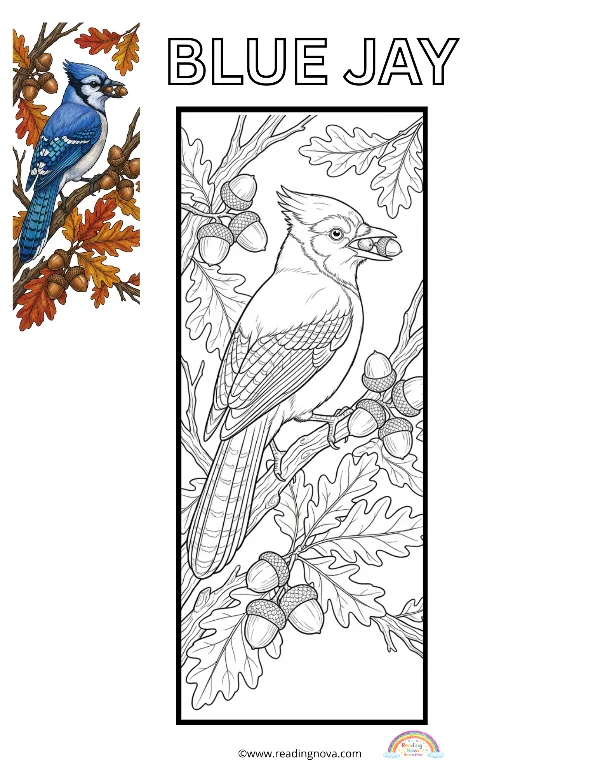 Free colouring page: Blue Jay