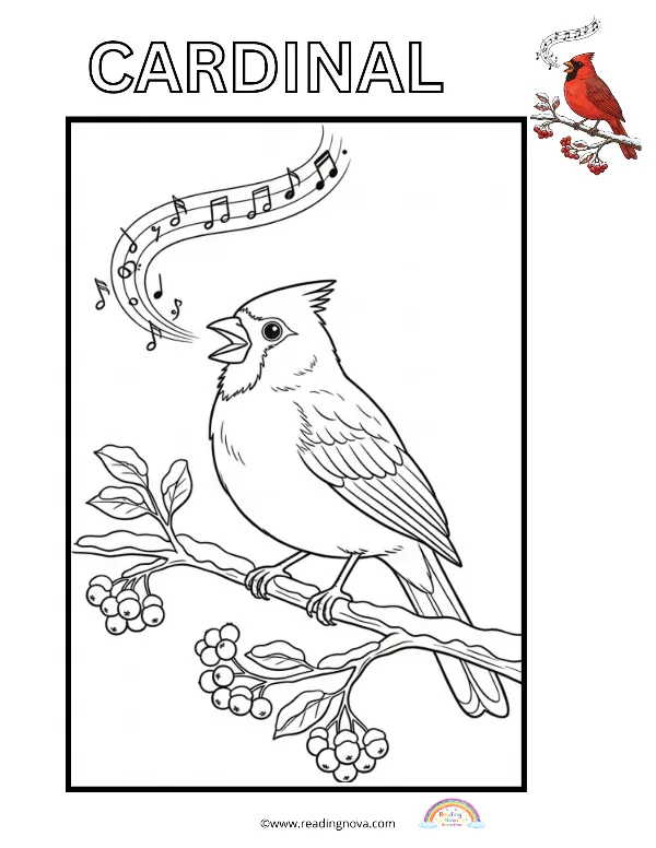 Free colouring page: Cardinal