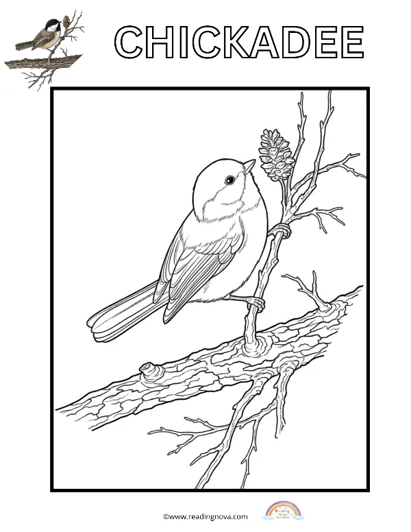 Free colouring page: Chickadee