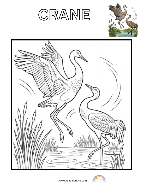 Free colouring page: Crane