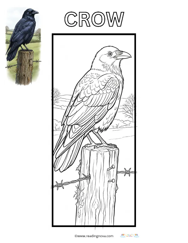 Free colouring page: Crow