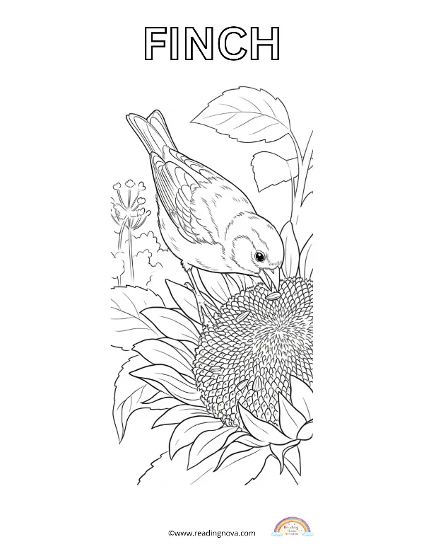 Free colouring page: Finch
