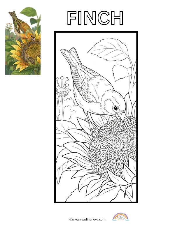 Free colouring page: Finch