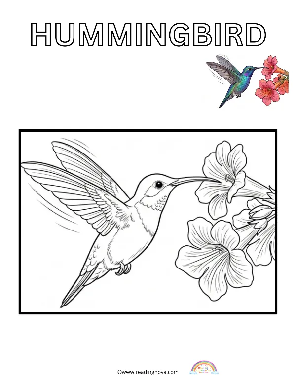 Free colouring page: Hummingbird