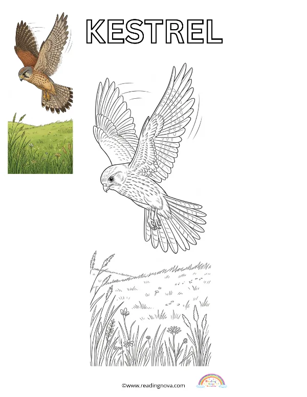 Free colouring page: Kestrel
