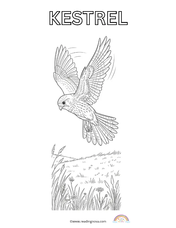 Free colouring page: Kestrel