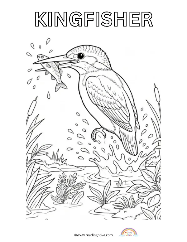 Free colouring page: Kingfisher