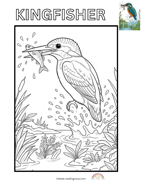 Free colouring page: Kingfisher