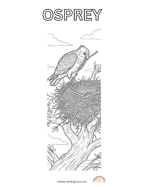 Free colouring page: Osprey