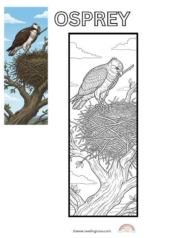 Free colouring page: Osprey