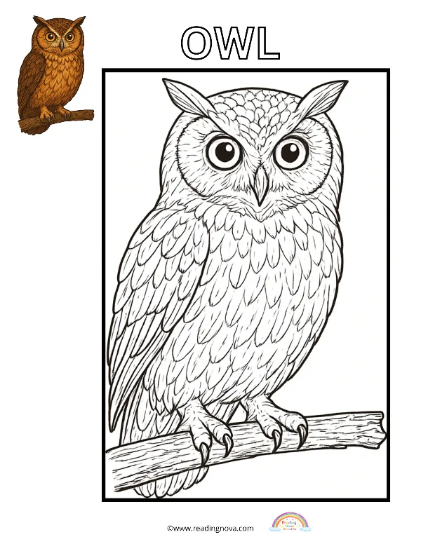 Free colouring page: Owl