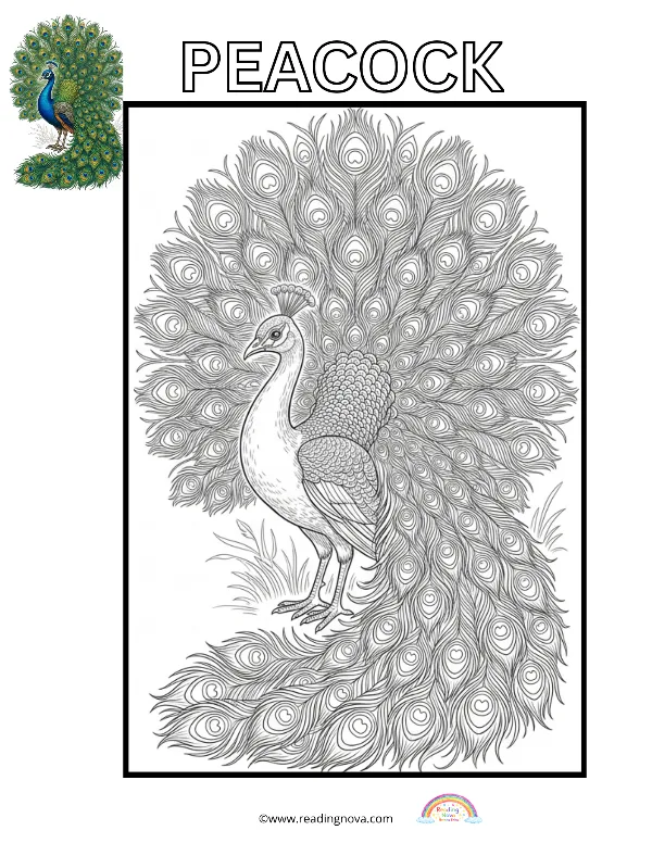 Free colouring page: Peacock