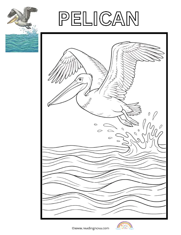 Free colouring page: Pelican