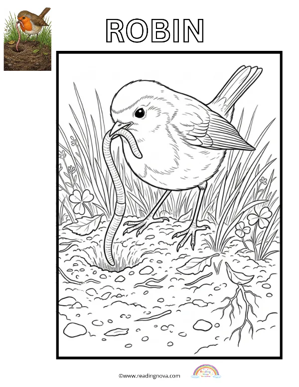 Free colouring page: Robin