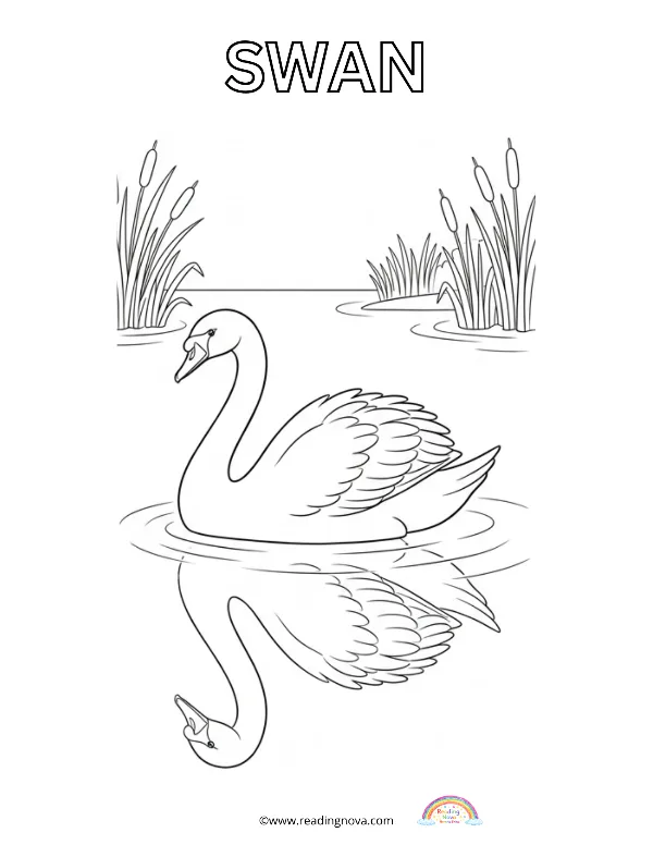 Free colouring page: Swan