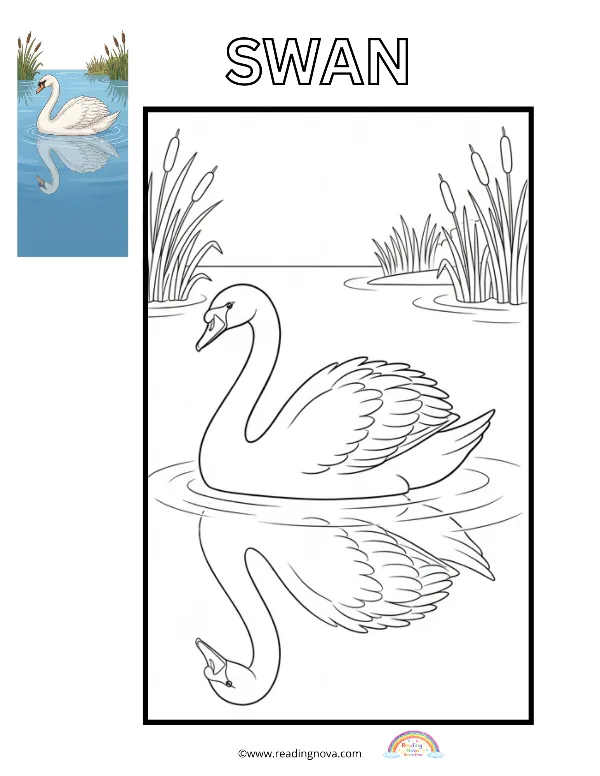 Free colouring page: Swan