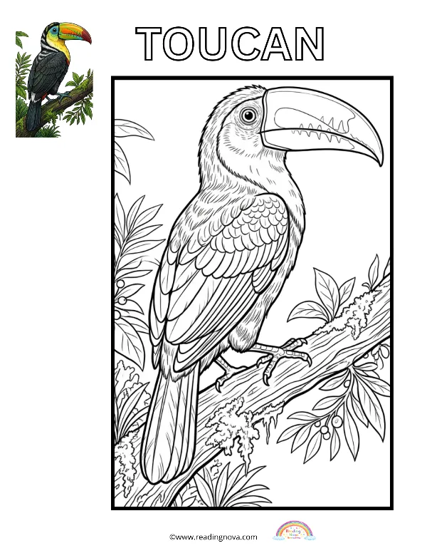 Free colouring page: Toucan