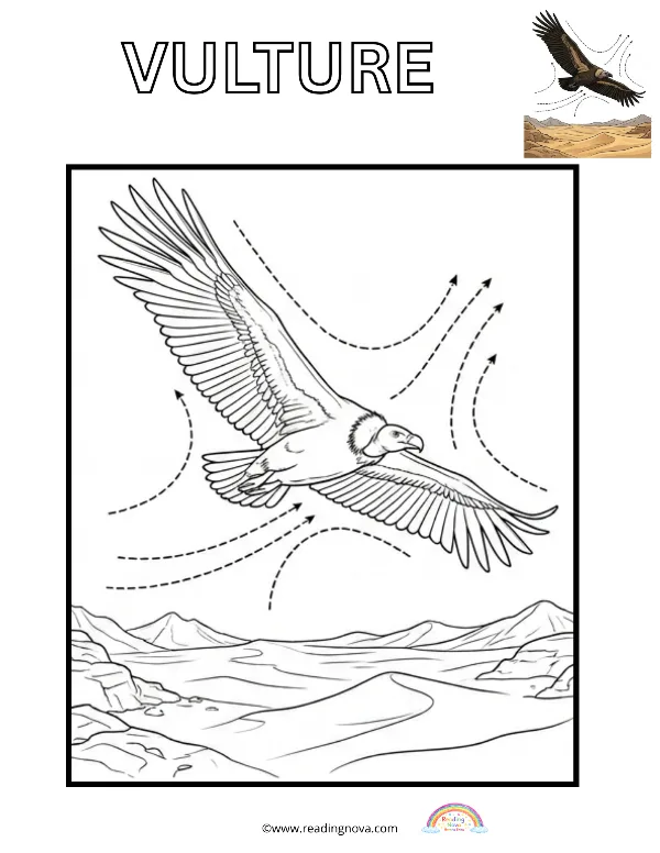 Free colouring page: Vulture