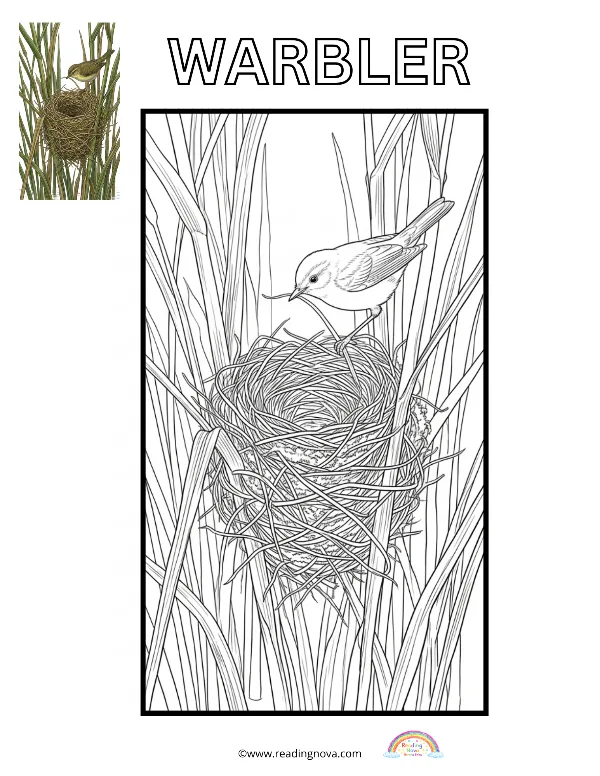 Free colouring page: Warbler