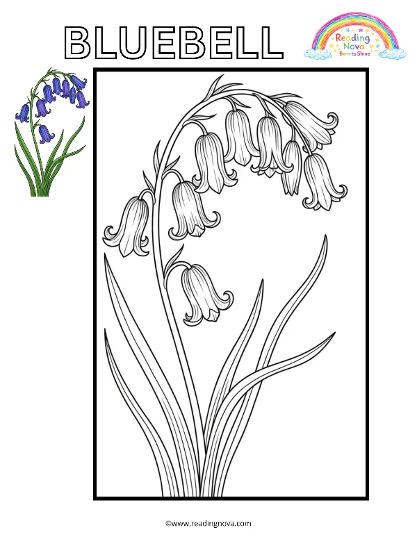 Free colouring page: Bluebell