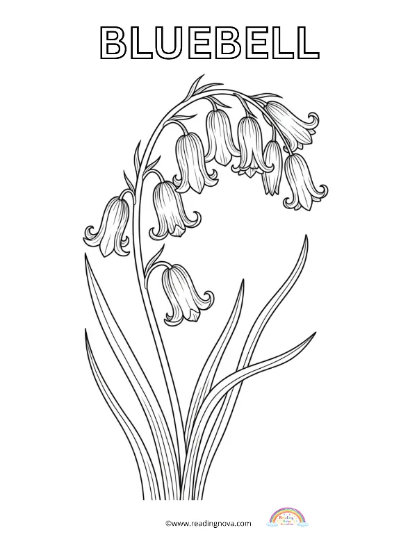 Free colouring page: Bluebell
