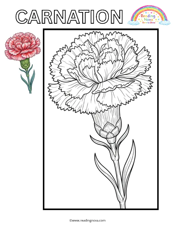 Free colouring page: Carnation