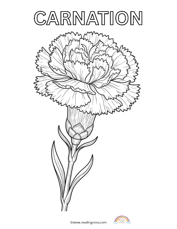 Free colouring page: Carnation
