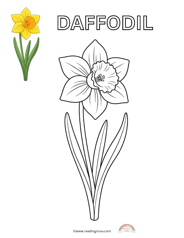 Free colouring page: Daffodil