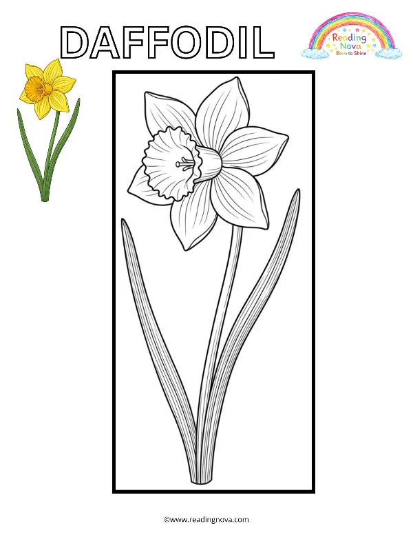 Free colouring page: Daffodil
