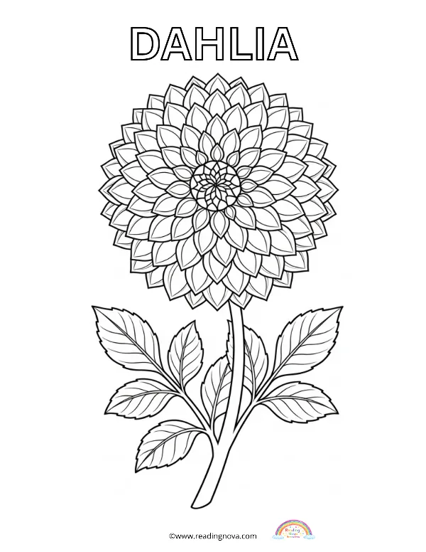 Free colouring page: Dahlia