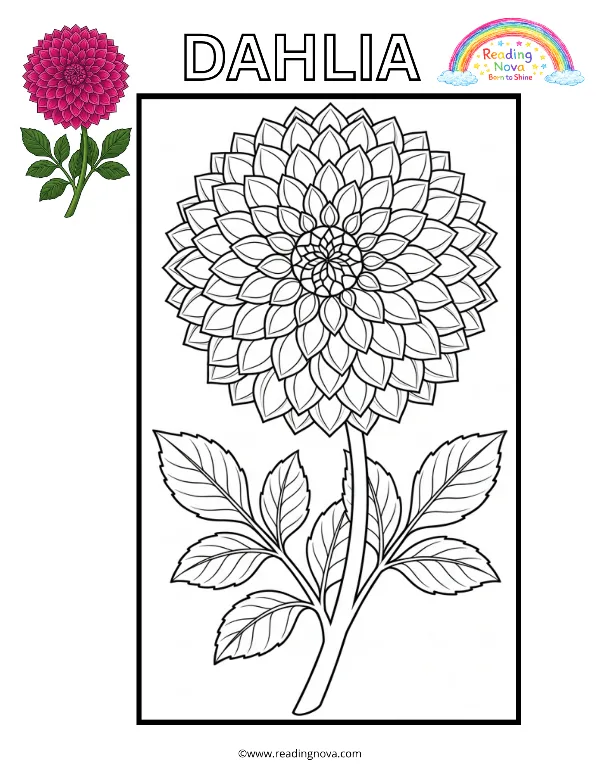 Free colouring page: Dahlia
