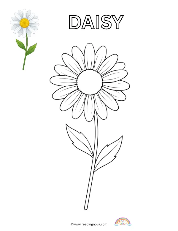Free colouring page: Daisy