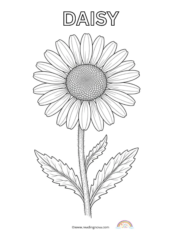 Free colouring page: Daisy