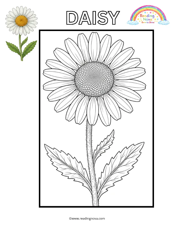 Free colouring page: Daisy