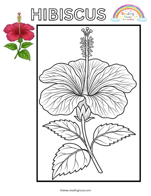Free colouring page: Hibiscus