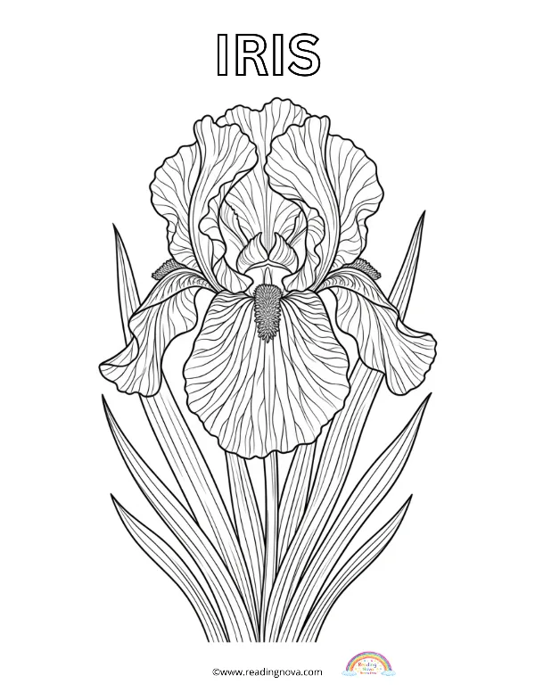 Free colouring page: Iris