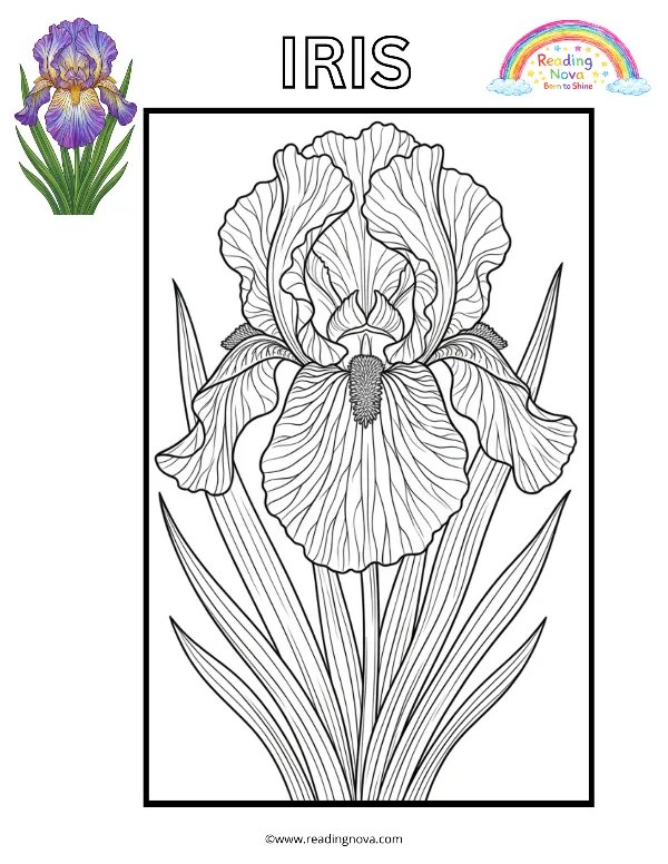 Free colouring page: Iris