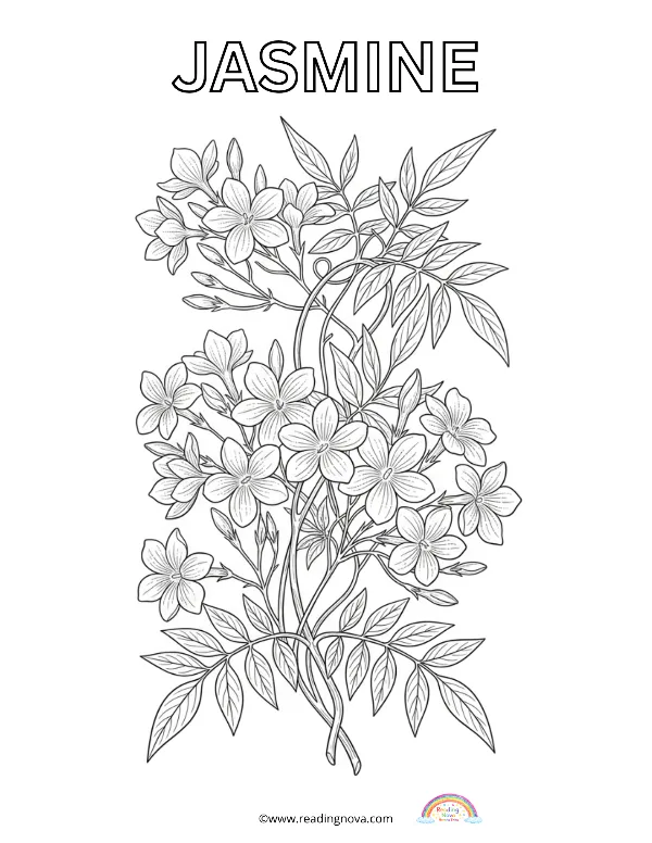 Free colouring page: Jasmine