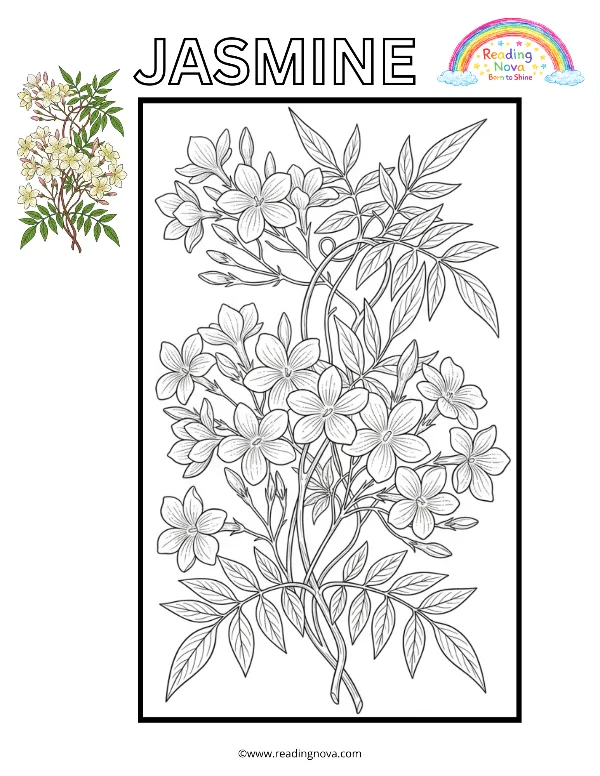 Free colouring page: Jasmine