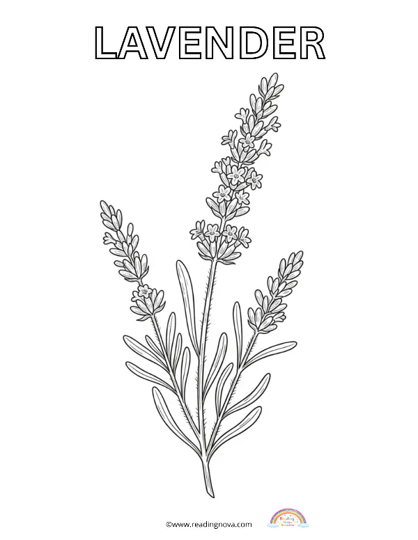 Free colouring page: lavender