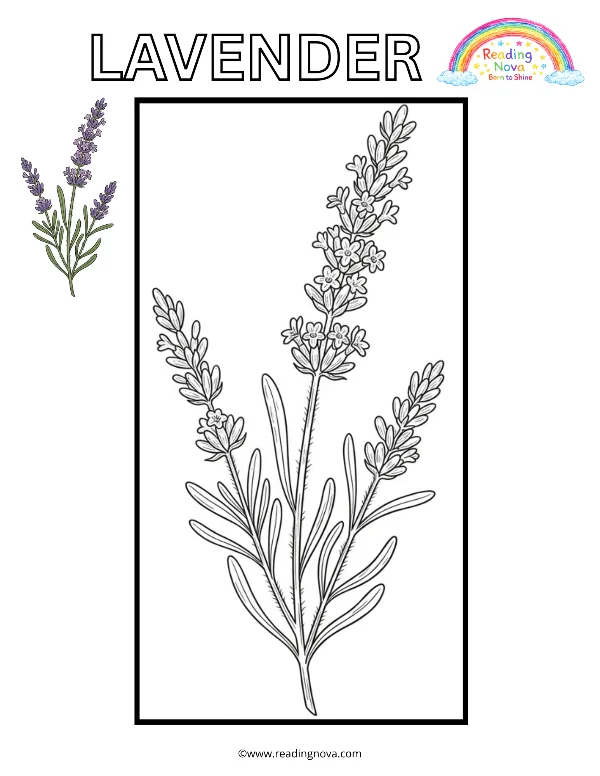 Free colouring page: Lavender