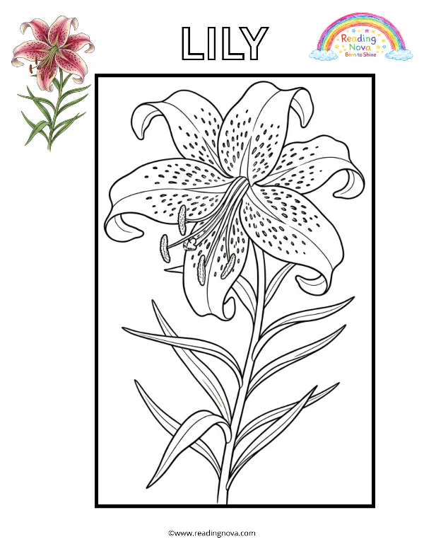 Free colouring page: Lily
